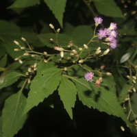 Cyanthillium hookerianum (Arn.) H.Rob.